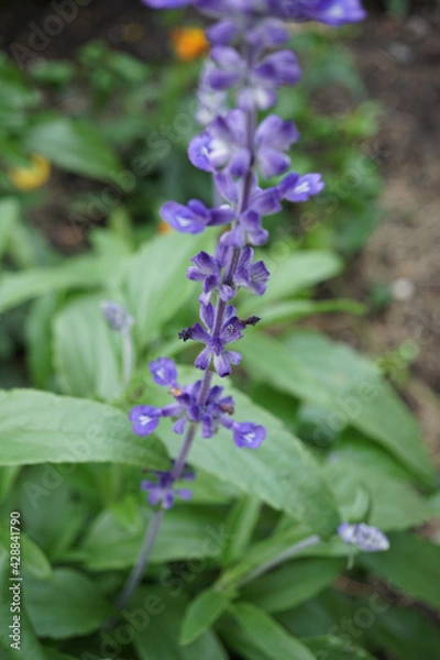 Obraz forget me not flowers