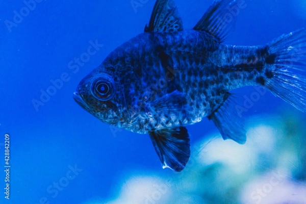 Obraz fish in aquarium