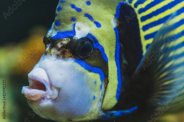 Obraz fish in aquarium closeup
