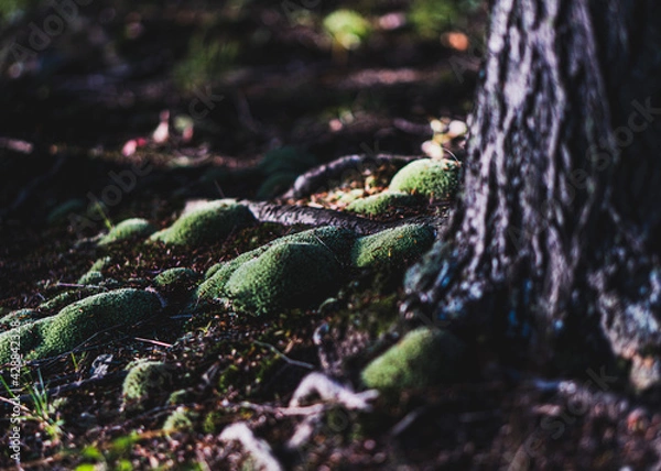 Obraz green moss on the tree