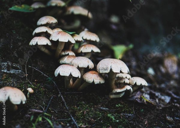 Obraz mushrooms in the forest