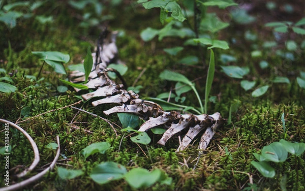 Obraz Animal backbone in grass