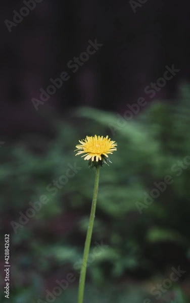 Obraz Dandelion flower closeup