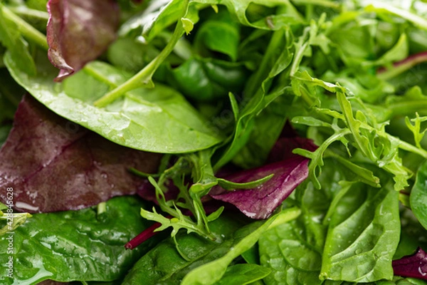 Fototapeta salad mix of fresh herbs, arugula, chard, spinach in a plate on a white background, close-up