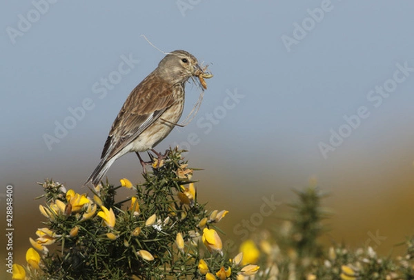 Fototapeta A pretty female Linnet, Linaria cannabina, perching on a Gorse Bush in flower with a beak full of nesting material.