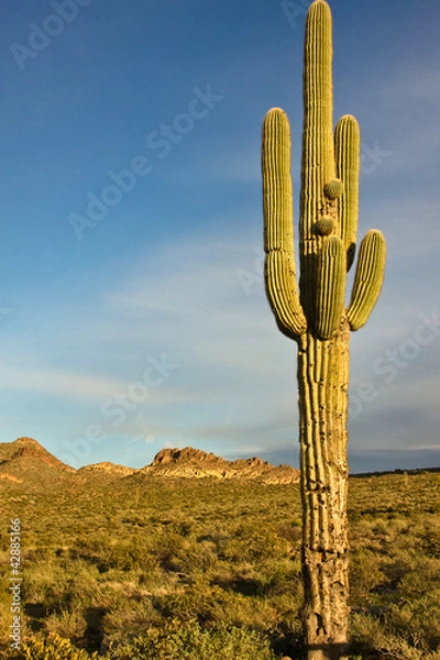 Fototapeta Cactus Landscape