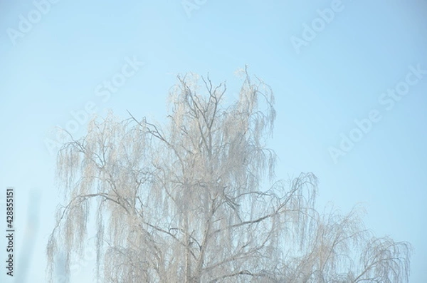 Obraz tree in winter
