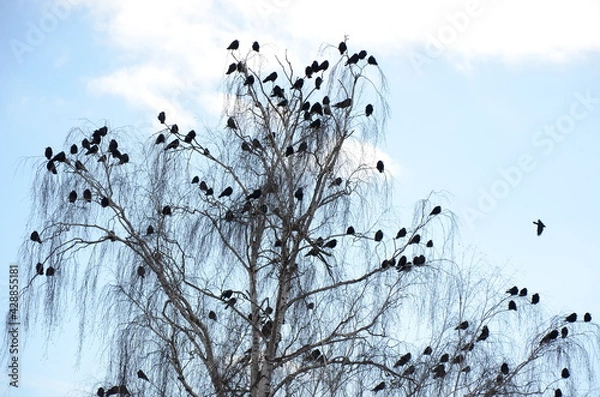Obraz crows sitting on a tree.