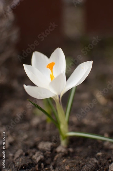 Obraz white crocus flower