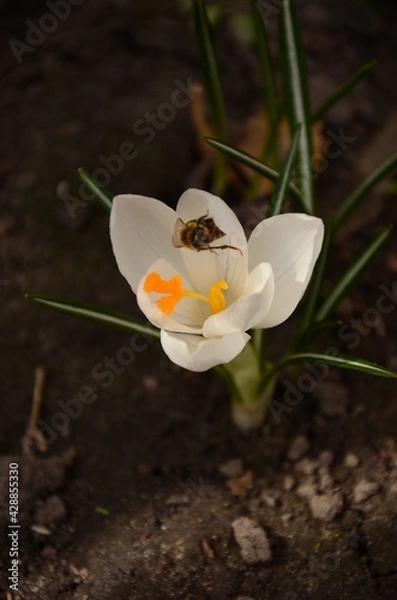 Obraz Bee on a spring flower.