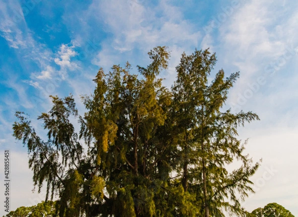 Obraz Tree In The Sky