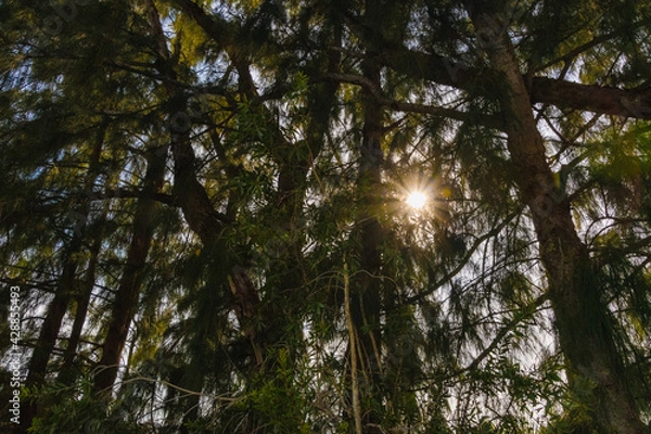 Fototapeta View Of The Sun Through The Trees