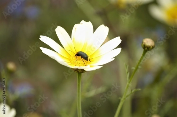 Obraz Black bug on daisy in garden