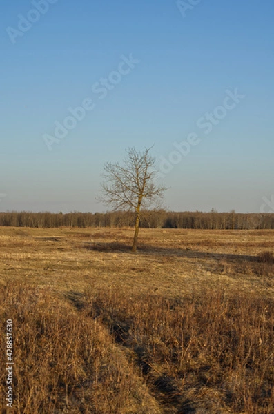 Obraz Elk Island National Park on an Early Spring Evening