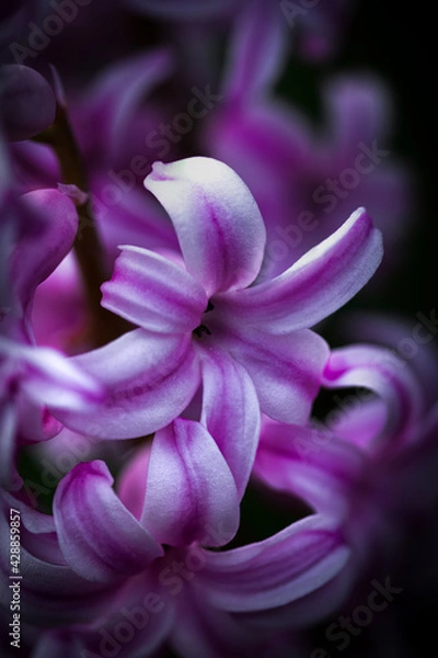 Fototapeta Macro of Common Hyacinth