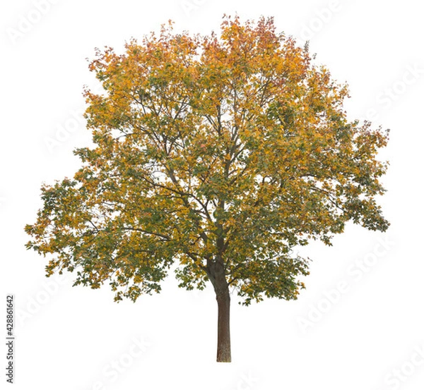 Fototapeta Acer nigrum, black maple, a species of maple closely related to A. Saccharum. Tree isolated on white background