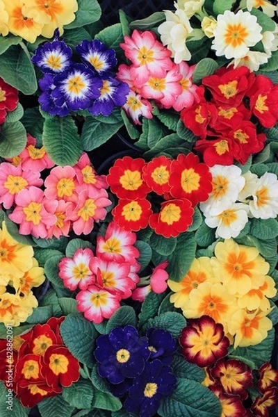 Fototapeta Spring flowers background