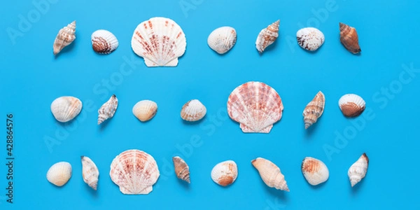 Fototapeta Collection of seashells on a blue background. Banner. Beautiful summer beach background. Top view, flat lay.