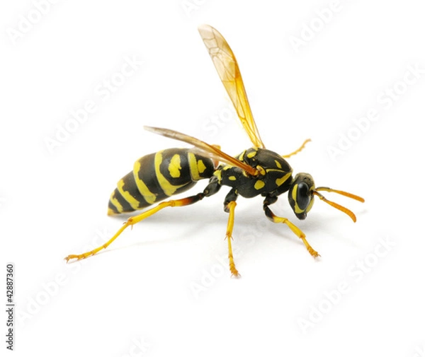 Fototapeta wasp