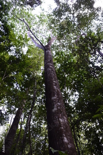 Obraz Árvore na floresta Amazônica 