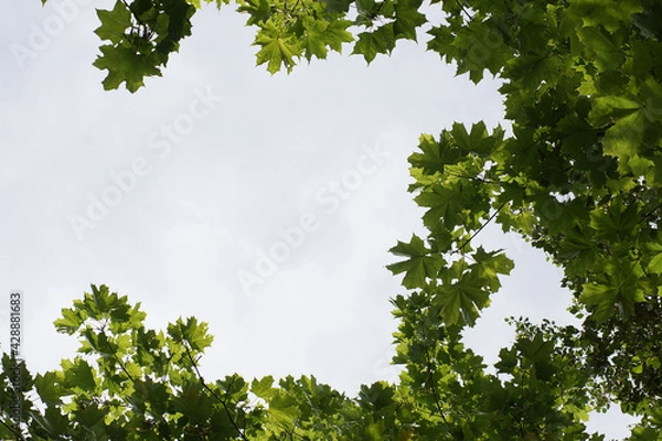 Fototapeta Frame made of maple leaves on a tree on a sunny summer day