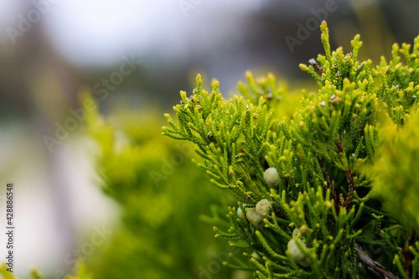 Fototapeta hedge close up 
