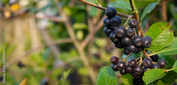 Fototapeta Banner. A group of chokeberry berries on a branch. Copy text. Aronia.