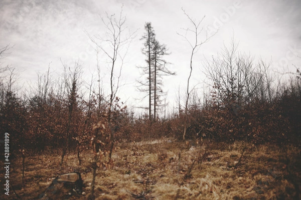 Fototapeta trees in the fog