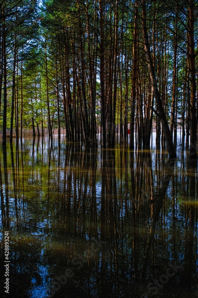 Fototapeta  Spring landscape with the image of high water