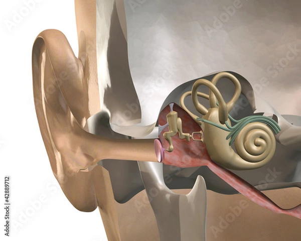 Obraz cross-section of the inner ear, front view