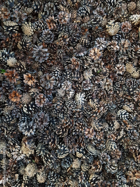 Obraz pine cones texture