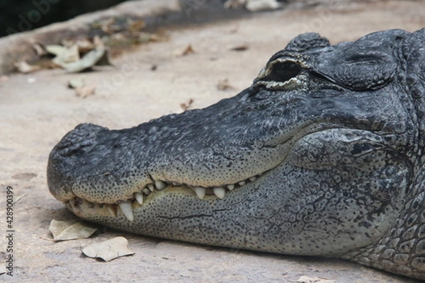 Fototapeta crocodile