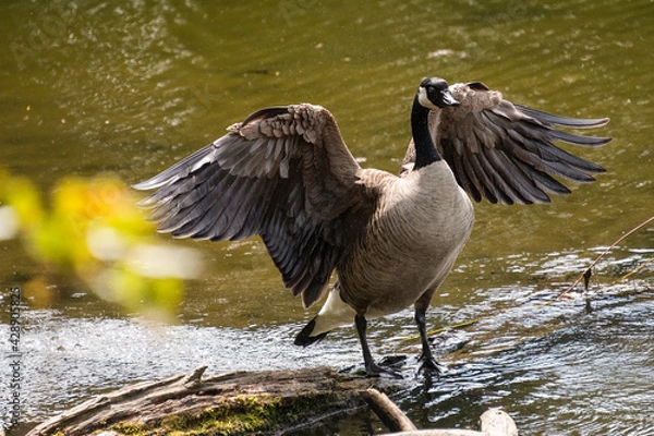 Obraz Geese Strutting their Stuff