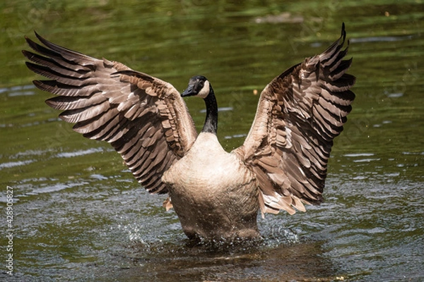 Obraz Geese Strutting their Stuff