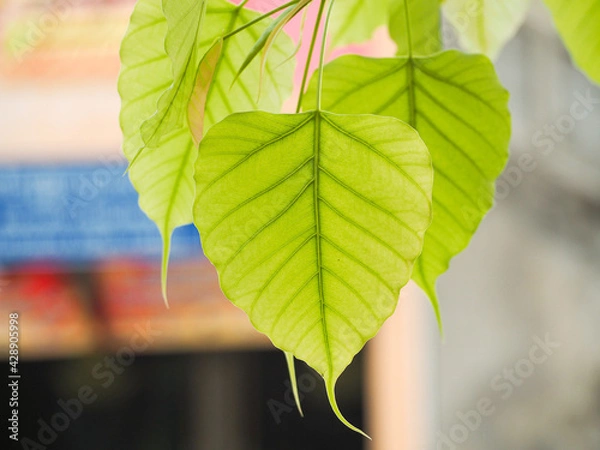 Obraz Many Bodhi leaves Is on a blurred background.