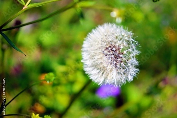Obraz dandelion on a meadow