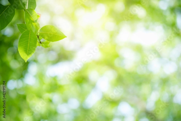 Fototapeta Amazing nature view of green leaf on blurred greenery background in garden and sunlight with copy space using as background natural green plants landscape, ecology, fresh wallpaper.