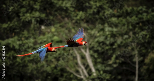 Obraz Vida Silvestre - Amazonía Peruana