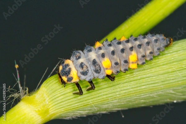 Obraz COCCINELLA SELMPUNCTATA / LARVA LADE