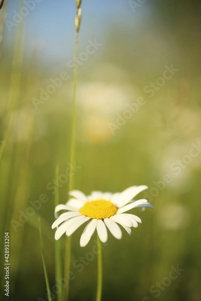 Obraz Chamomiles daisies in spring field on background blue sky with sunshine