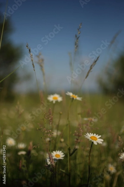 Fototapeta Chamomiles daisies in spring field on background blue sky with sunshine