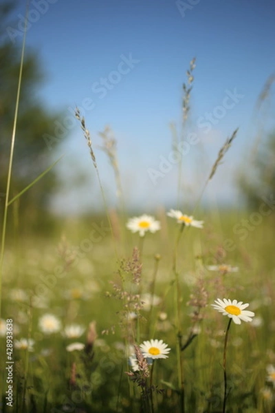 Fototapeta Chamomiles daisies in spring field on background blue sky with sunshine