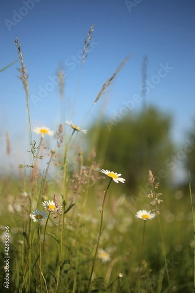 Fototapeta Chamomiles daisies in spring field on background blue sky with sunshine