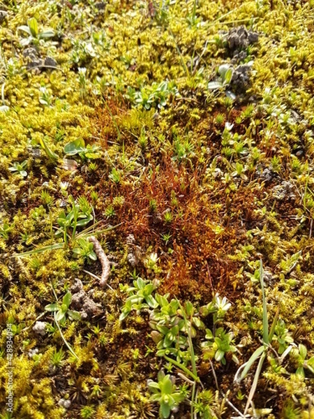 Obraz Moose am Wegrand