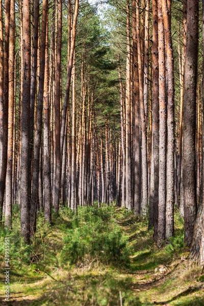 Obraz forest in springtime