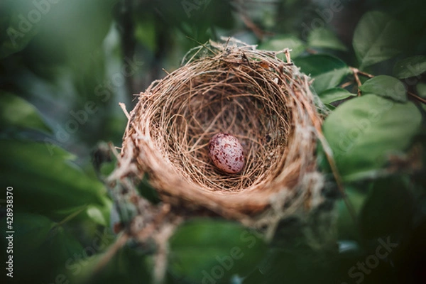 Fototapeta A small bird egg on a green tree in the garden next to the house.