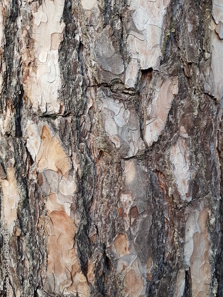 Obraz Kiefernrinde Hintergrund