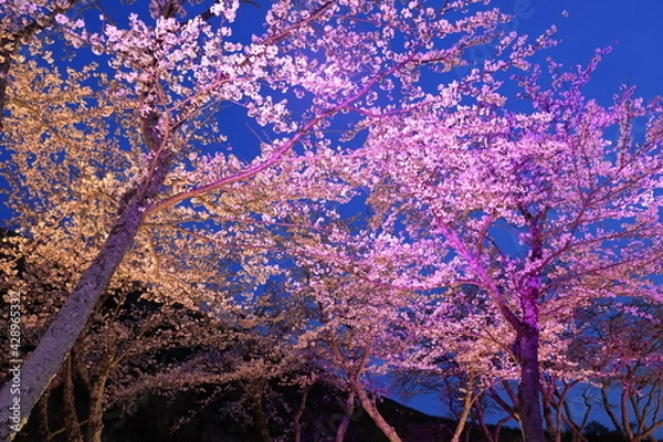 Obraz さくらの里の夜桜