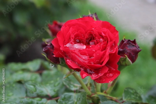 Obraz beautiful red rose