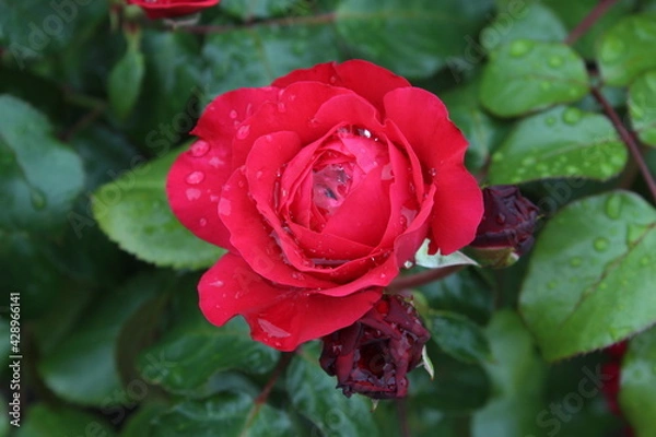 Obraz red rose in garden